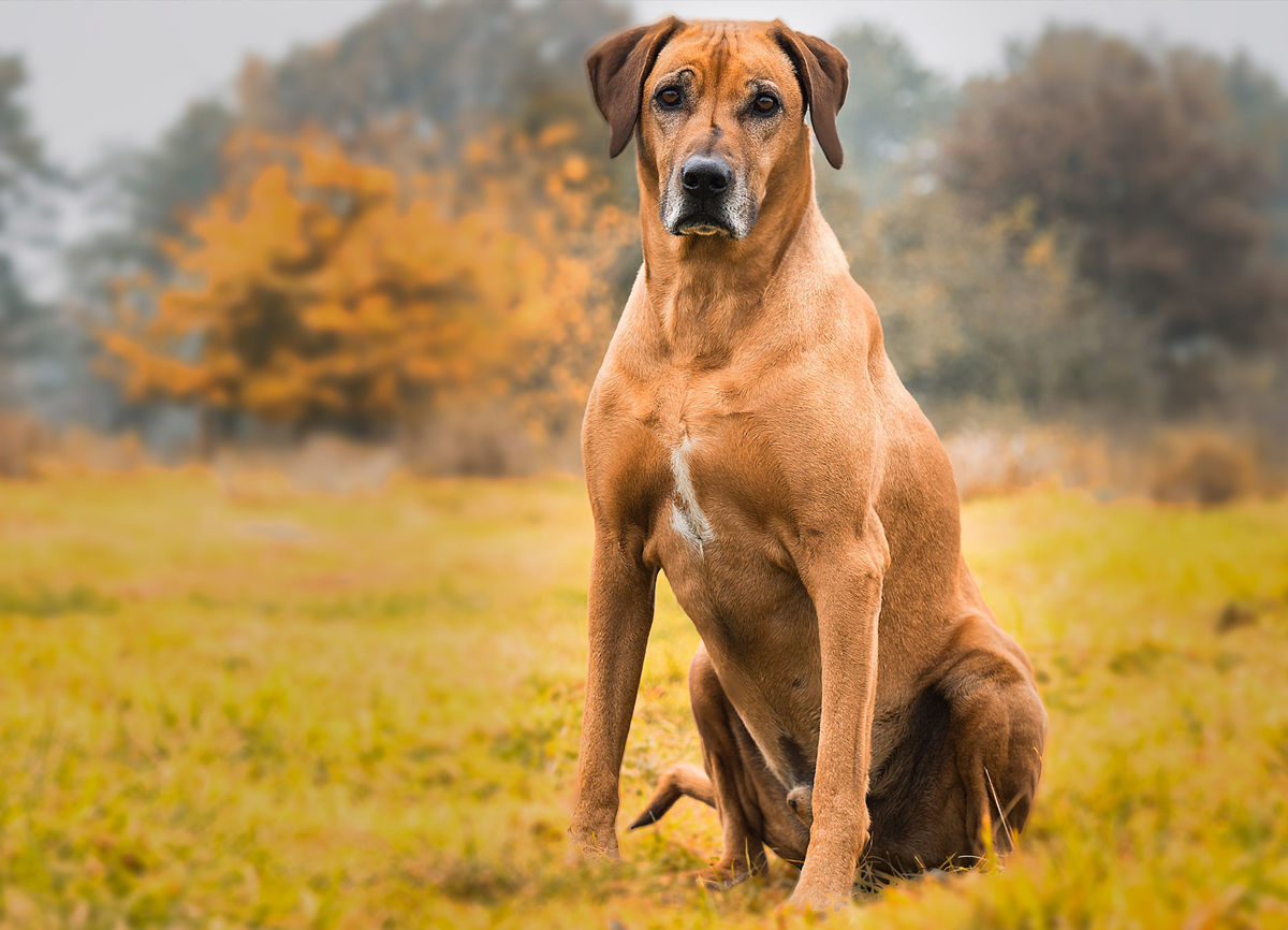 Rhodesian Ridgeback